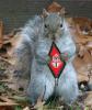 SQUIRREL's Avatar